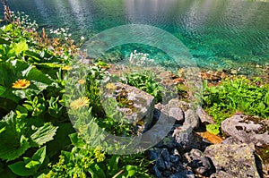 Flowers on the shore of Temnosmrecianske pleso tarn in High Tatras during spring