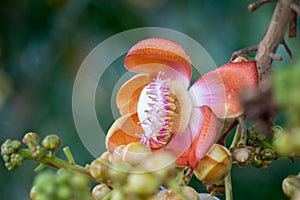 Flowers of Shorea robusta also known as sal, sakhua or shala tree