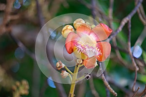 Flowers of Shorea robusta also known as sal, sakhua or shala tree