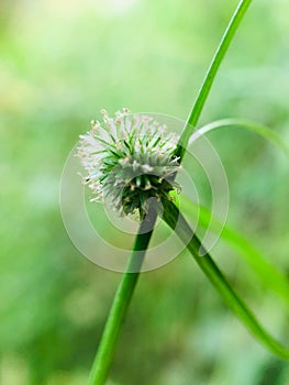 Shortleaf Kyllinga has green globular flowers;Short-leaved Kyllinga;Water Centiped photo