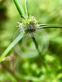 Shortleaf Kyllinga has green globular flowers;Short-leaved Kyllinga;Water Centiped photo