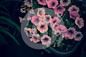 Flowers with the shy color of adolescent girls