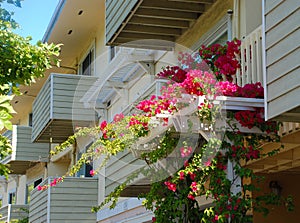 Flowers on the Side of and Apartment Building