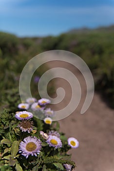 Flowers by the side of hikeing path photo