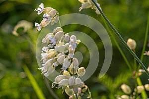 Flowers of Silene vulgaris, bladder campion, maidenstears close up on a meadow