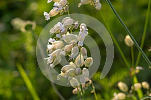 Flowers of Silene vulgaris, bladder campion, maidenstears close up on a meadow