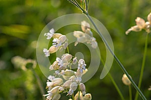 Flowers of Silene vulgaris, bladder campion, maidenstears close up on a meadow