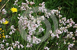 Flowers of Silene vulgaris, in the garden.