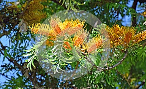 Flowers of a Silk Oak tree or Grevillea robusta in Laguna Woods,Caifornia.