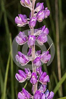 Flowers of Silky Lupine