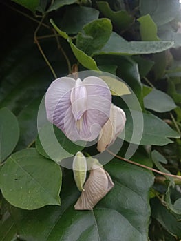 Flowers that are similar to female genitalia are purple photo