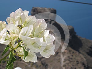 Flowers and Skaros rock