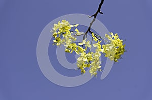 Flowers with sky