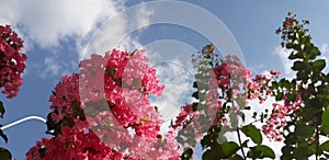 Crape Myrtle flowers and sky