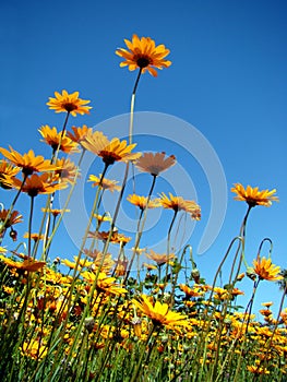 Flowers and sky contrast