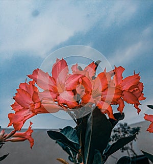 Flowers sky leaves blue red petal poppy closeup plant stamen blossom peony focus pollen botany lily plant life pistil daylily