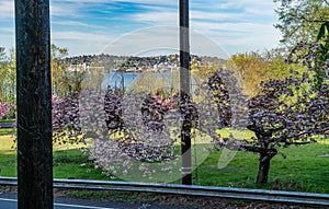 Flowers And Skyline