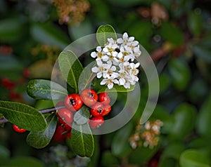 flowers of slender firethorn