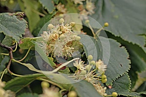 Flowers of small-leaved lime, Tilia cordata