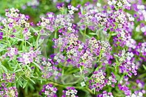 Flowers with small lossoms blooming in the garden photo