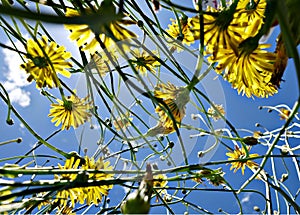 Flowers smell sweet for the soul, so they are insanely good.