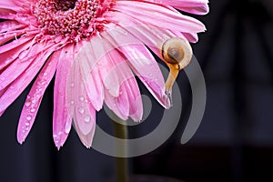 Flowers and the snail