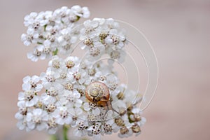 Flowers Snail