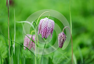 Flowers of snake`s head fritillary blooming in the spring