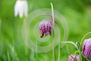 Flowers of snake`s head fritillary blooming in the spring