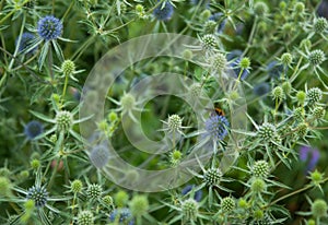 Flowers of the snakeroot (Eryngium)