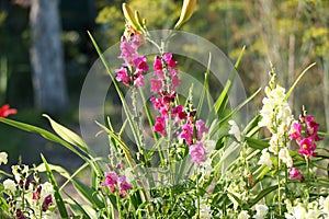 Snapdragon flowers in garden ANTIRRHINUM MAJAS photo