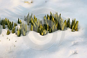 Flowers in the snow