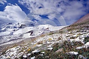 Flowers in snow against snow-covered mountains