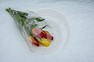 Flowers in the snow. a bouquet of tulips is lying on the snow