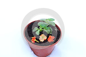 Flowers in the snow, Single flowers in the snow