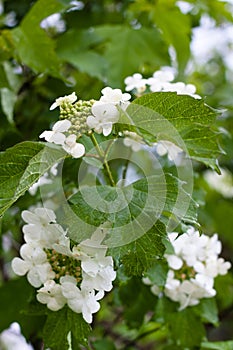 Flowers of snowball tree (Viburnum opulus)