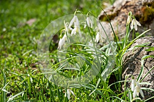 Flowers snowdrops in garden, sunlight. First beautiful snowdrops in spring. Common snowdrop blooming. Galanthus nivalis