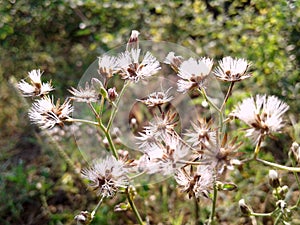 Fiori COSÌ morbido come cotone 