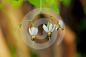 Flowers of Solanum lyratum Thunb