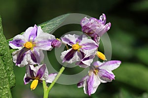 Flowers of Solanum muricatum