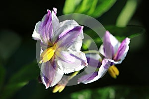 Flowers of Solanum muricatum