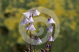 Soldanella `Spring Symphony` photo