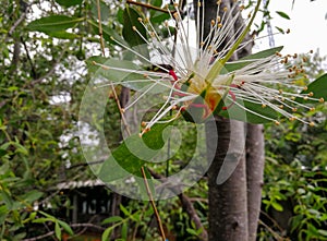 Flowers of Sonneratia alba.