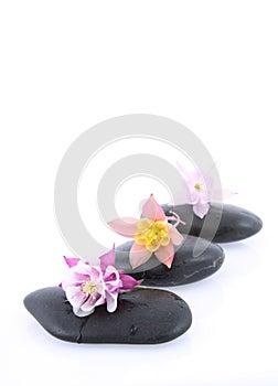 Flowers on spa stones