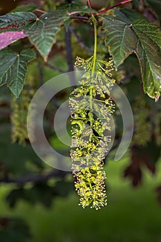 Flowers of Spaethii Sycamore Maple