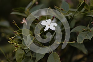 Flowers of Spanish jasmine Jasminum grandiflorum