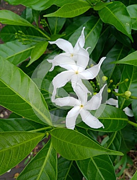 Flowers of the special day photo