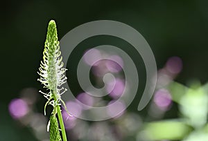 Flowers of the spiked rampion photo