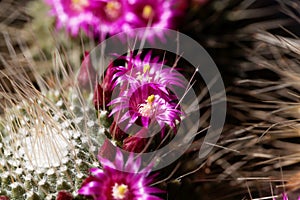 Flowers of a spiny pincushion cactus, Mammillaria spinosissima