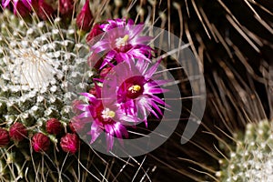 Flowers of a spiny pincushion cactus, Mammillaria spinosissima